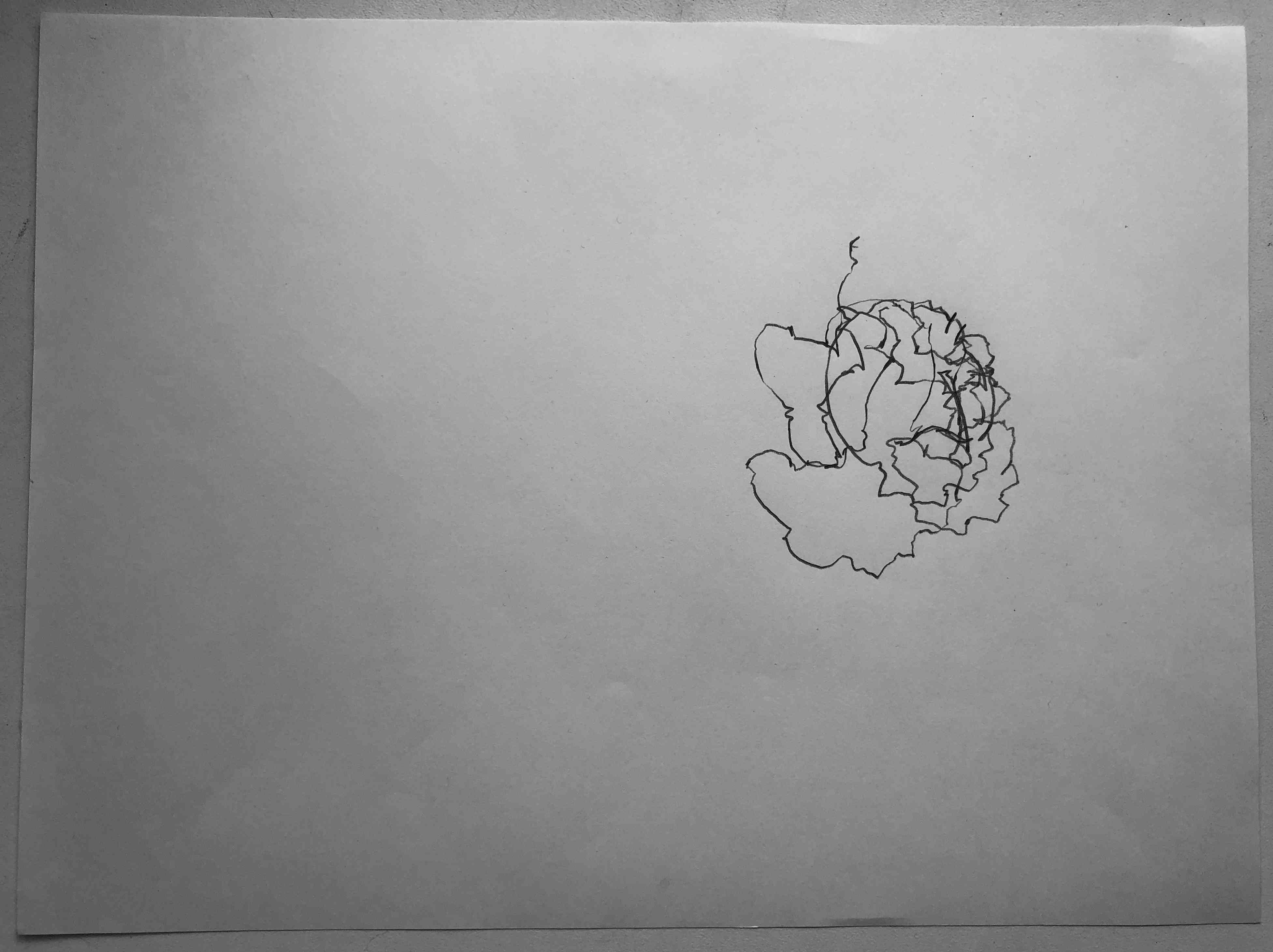 bleistift auf papier,salat, 2020